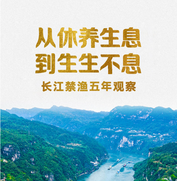 从休养生息到生生不息——长江禁渔五年观察
