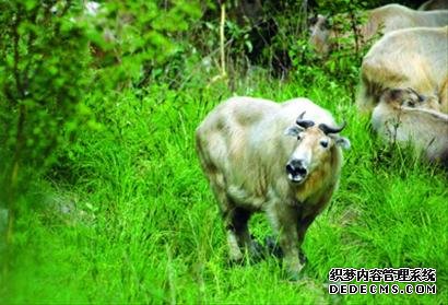 目前在唐家河保护区境内，扭角羚的数量估计达到1400头。IC图片