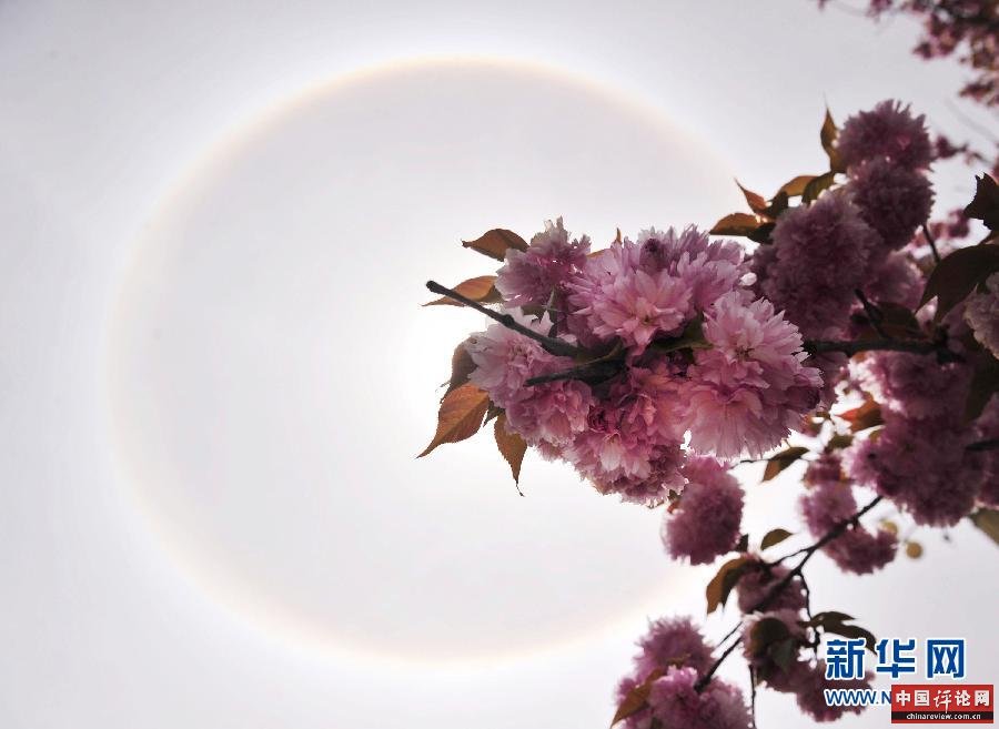 (晚报)(2)拉萨出现日晕景观