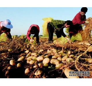 宁夏多地土豆主粮化困局：加工就排污 停产又伤农