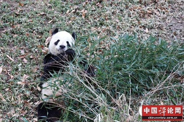 熊猫“美香”在国家动物园熊猫馆外的庭院里吃竹子。摄影：高石