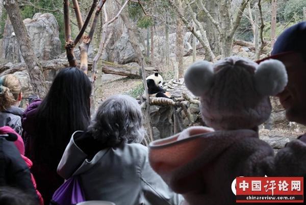 民众在熊猫馆前观看“贝贝”享用“水果冰淇淋”。摄影：高石