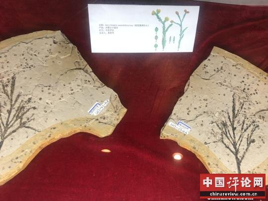 樱花“近亲”等珍稀化石南京展出重现远古“花花世界”