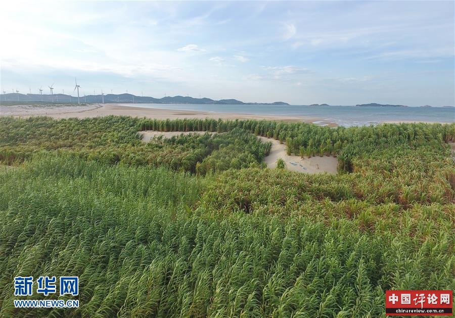 （不忘初心、牢记使命·图文互动）（2）拳拳寸草心 浓浓报国情——记“菌草之父”林占熺