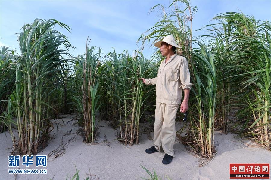 （不忘初心、牢记使命·图文互动）（3）拳拳寸草心 浓浓报国情——记“菌草之父”林占熺