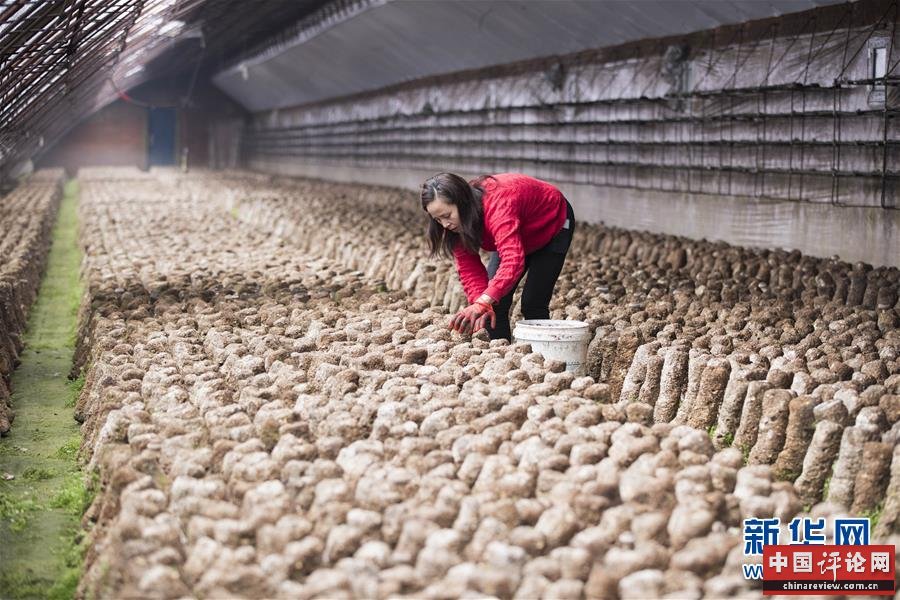 （在习近平新时代中国特色社会主义思想指引下——新时代新作为新篇章·习近平总书记关切事·图文互动）（3）希望的田野，希望的春天——各地农业生产新动态扫描