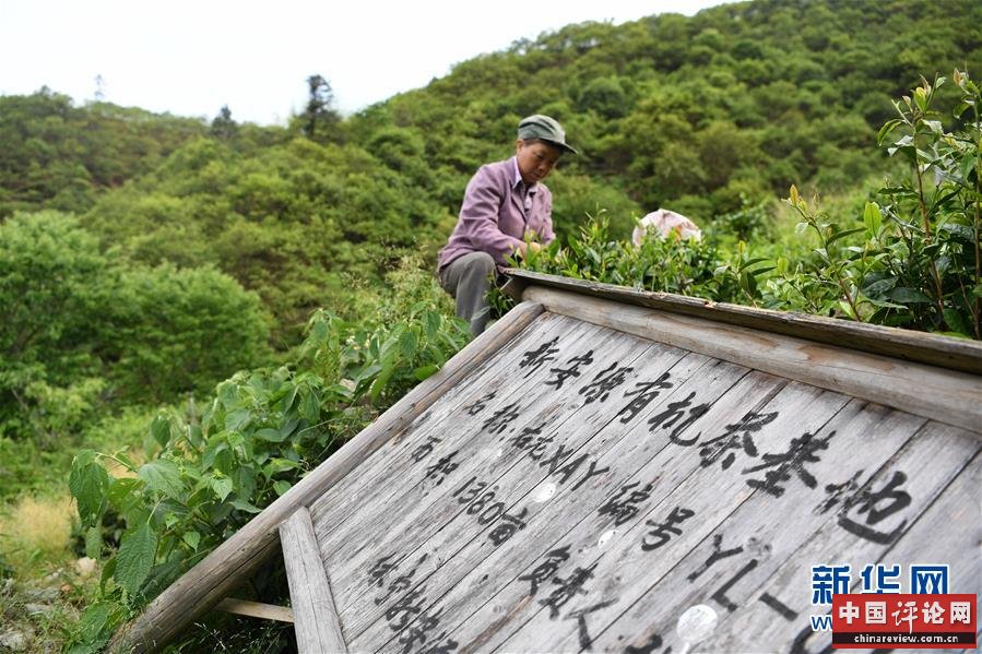 （新华全媒头条·图文互动）（10）问“江”哪得清如许——生态文明建设的“新安江实践”
