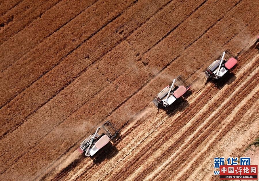 （新华全媒头条·图文互动）（3）不寻常的耕耘，不一般的收获——我国夏粮主产区夏收观察