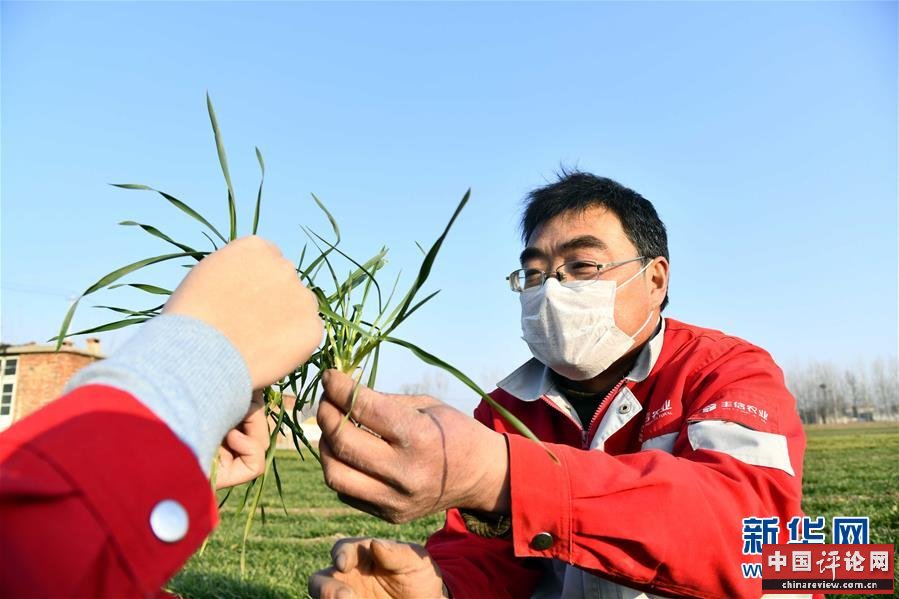 （新华全媒头条·图文互动）（3）特殊之年夏粮丰收背后的特殊之举