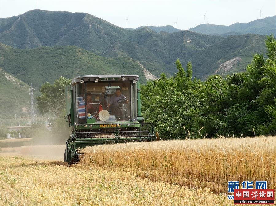 （新华全媒头条·图文互动）（5）特殊之年夏粮丰收背后的特殊之举
