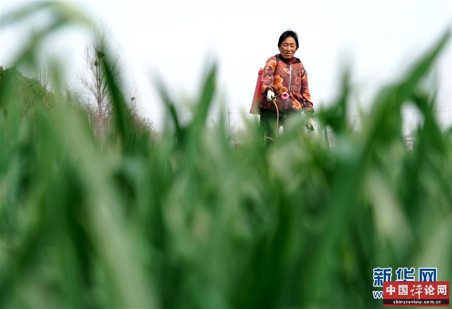 （在习近平新时代中国特色社会主义思想指引下——新时代新作为新篇章·习近平总书记关切事·图文互动）（4）食为政首——稳住农业基本盘增添发展底气
