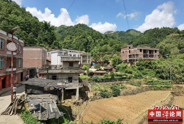 广西梧州大山深处飞出茶“凤凰”千年六堡茶成致富黄金叶