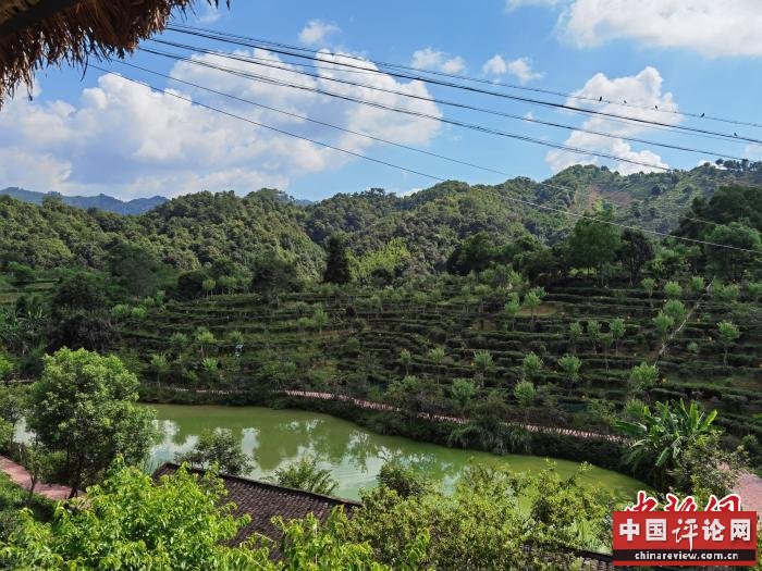 图为六堡镇茶山 杨陈 摄