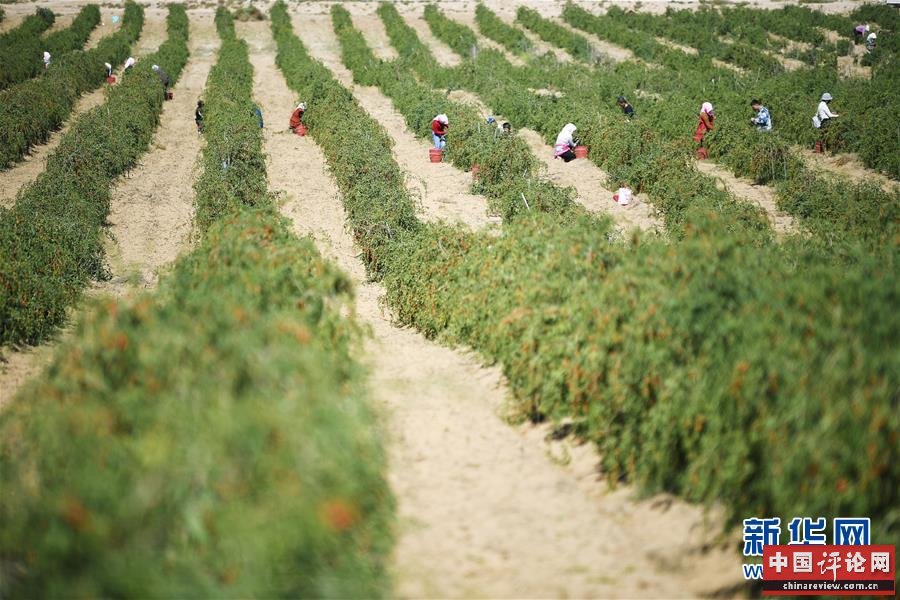 (新华全媒头条·走向我们的小康生活·图文互动)(7)23万人的命运转折——我国最大易地生态移民安置区的脱贫密码