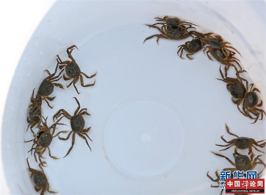 （新华全媒头条·走向我们的小康生活·图文互动）（13）“南大荒”变“稻蟹乡”——资源枯竭型城市盘锦的乡村振兴之路