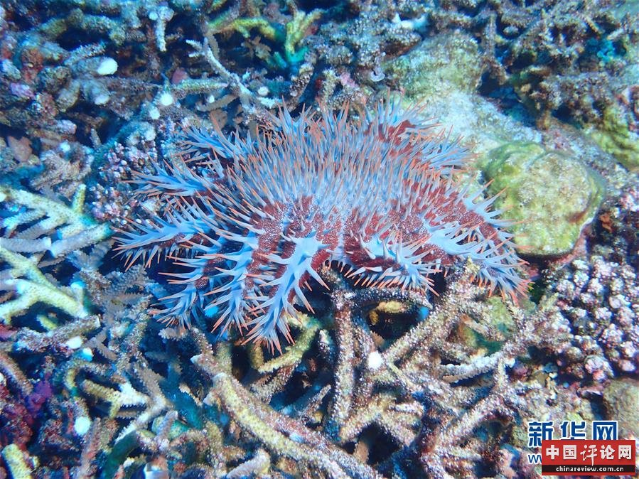 （图文互动）（3）中沙群岛综合科学考察项目2020年度综合航次任务完成