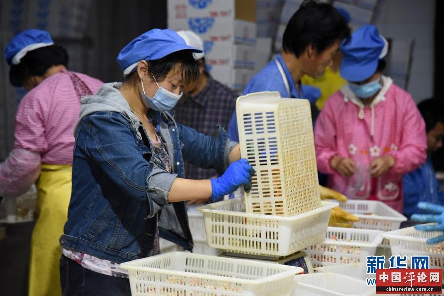 （走向我们的小康生活·图文互动）（6）长岛渔民的扇贝喜事：从请客求人买到供不应求