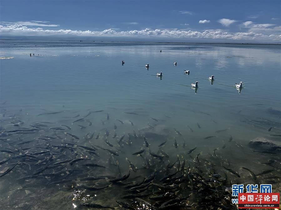 (新华全媒头条·图文互动)(4)大湖见证 ——持续保护让青海湖生态华丽“蝶变”