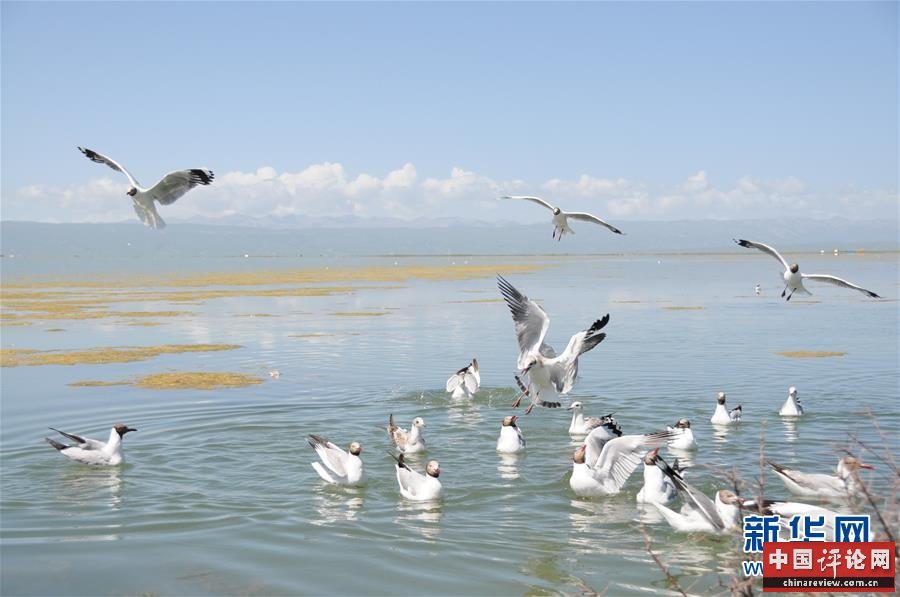 (新华全媒头条·图文互动)(10)大湖见证 ——持续保护让青海湖生态华丽“蝶变”