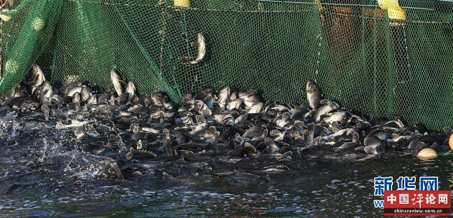 #（新华全媒头条·图文互动）（13）“拔”海起牧场 “耕”海新牧歌