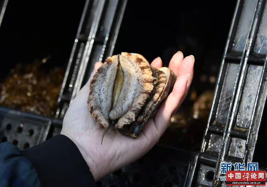 （新华全媒头条·图文互动）（3）“拔”海起牧场 “耕”海新牧歌