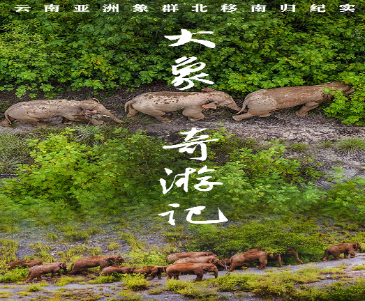 大象奇游记——云南亚洲象群北移南归纪实