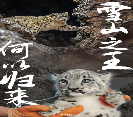 “雪山之王”何以归来