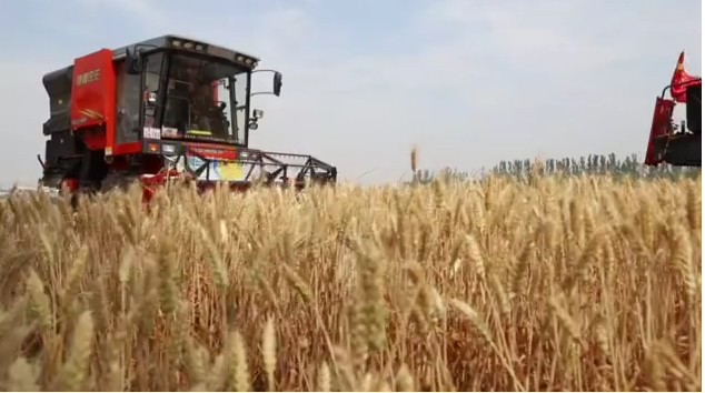 在希望的田野上・三夏时节丨抓紧抢收晚播小麦 确保颗粒归仓